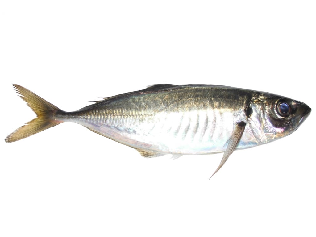 Ltアジ こども釣り入門 東京湾の釣り船は 浦安の船宿 岩田屋へ